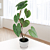 Philodendron ‘Sodiroi’ (Philodendron ‘Sodiroi’)