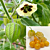 Goldenberry Plant (Physalis peruviana)