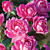 Rose Knockout® Double Pink PP (Rosa hybrid)