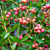 Blueberry Plant ‘Pink Lemonade’ (Vaccinium hybrid)