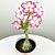 Desert Rose ‘Pink Picotee’ (Adenium obesum)