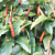 Long Pepper Plant (Piper longum)