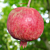 Hardy Pomegranate Tree ‘Salavatski’ (Punica hybrid)