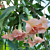 Angel’s Trumpet ‘Angel’s Porcelain Pink’ (Brugmansia hybrid)