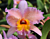 Potinara Orchid Edith North ‘Danny Adams’ (Potinara hybrid)