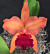 Potinara Orchid Melinda Rose Funke ‘Christy’ (Potinara hybrid)