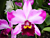 Potinara Orchid Creation ‘Summer Choice’ HCC/AOS (Potinara hybrid)