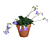 Primulina ‘Piccolo’ (Primulina hybrid)    