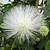 White Powder Puff (Calliandra haematocephylla alba)