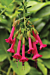 Sacred Flower of the Incas (Cantua buxifolia)
