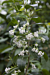 Day Blooming Jasmine (Cestrum diurnum)