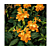 Firecracker Flower (Crossandra infundibuliformis 'Lutea')   