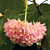 Pink Ball Tree (Dombeya wallichii)    