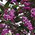 Australian Sarsparilla (Hardenbergia violacea)   