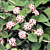 Porcelain Flower Hoya  (Hoya nummularioides)