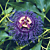 Passion Flower ‘Inspiration’ (Passiflora hybrid)