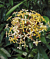 Fragrant Jungle Geranium (Ixora odorata)