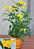 Yellow Jasmine ‘Revolutum’ (Jasminum humile)