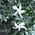 French Perfume Jasmine ‘Flora Plena’ (Jasminum grandiflorum)