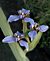 Blue Walking Iris ‘Regina’ (Neomarica caerulea)