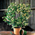 Asian Jasmine ‘Mandanianum’ (Trachelospermum asiaticum)