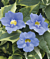 Variegated Blue Skyflower (Thunbergia grandiflora variegata)