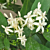 Fragrant Randia (Randia siamensis)