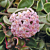 Variegated Hindu Rope (Hoya carnosa 'Crispa Variegata')