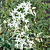 Variegated Winter Jasmine (Jasminum polyanthum variegata)    
