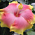 Hibiscus ‘Bon Temps’ (Hibiscus rosa-sinensis hybrid)