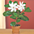 Gardenia ‘Diamond’s Fragrant Delight’ (Gardenia taitensis hybrid) 
