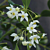 Fragrant Wax Plant (Hoya odorata)   