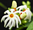 Night-Flowering Jasmine (Nyctanthes arbor-tristis)
