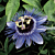 Passion Flower ‘Purple Haze’ (Passiflora hybrid)