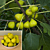 Fig ‘Ischia’ (Ficus carica)