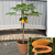 Papaya Tree ‘Red Lady’ (Carica papaya)       