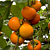 Japanese Persimmon Tree ‘Fuyu’ (Diospyros kaki)