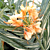 Variegated Ginger Lily ‘Tahitian Flame’ PP (Hedychium hybrid)