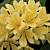 Fire Lily ‘Good Hope’ (Clivia miniata hybrid) 