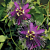 Passion Flower ‘La Lucchese’ (Passiflora hybrid) 