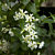 Star Jasmine ‘Madison’ (Trachelospermum jasminoides hybrid)  