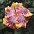 Hibiscus ‘Voila’ PP (Hibiscus rosa-sinensis hybrid)