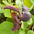 Dutchman’s Pipe (Aristolochia galeata)