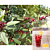 Roselle Jamaican Hibiscus Tea Plant (Hibiscus sabdariffa)