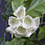 White Bells Hoya (Hoya danumensis)
