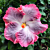 Hibiscus ‘Swamp Cloud’ (Hibiscus rosa-sinensis hybrid)