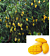 Mango Tree ‘Nam Doc Mai’ (Mangifera indica hybrid)