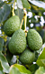 Avocado Tree ‘Florida Hass’ (Persea americana)