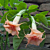 Angel’s Trumpet ‘Tickled Pink’ (Brugmansia hybrid)