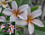 Plumeria ‘Siam Lavender’ (Plumeria rubra hybrid)      